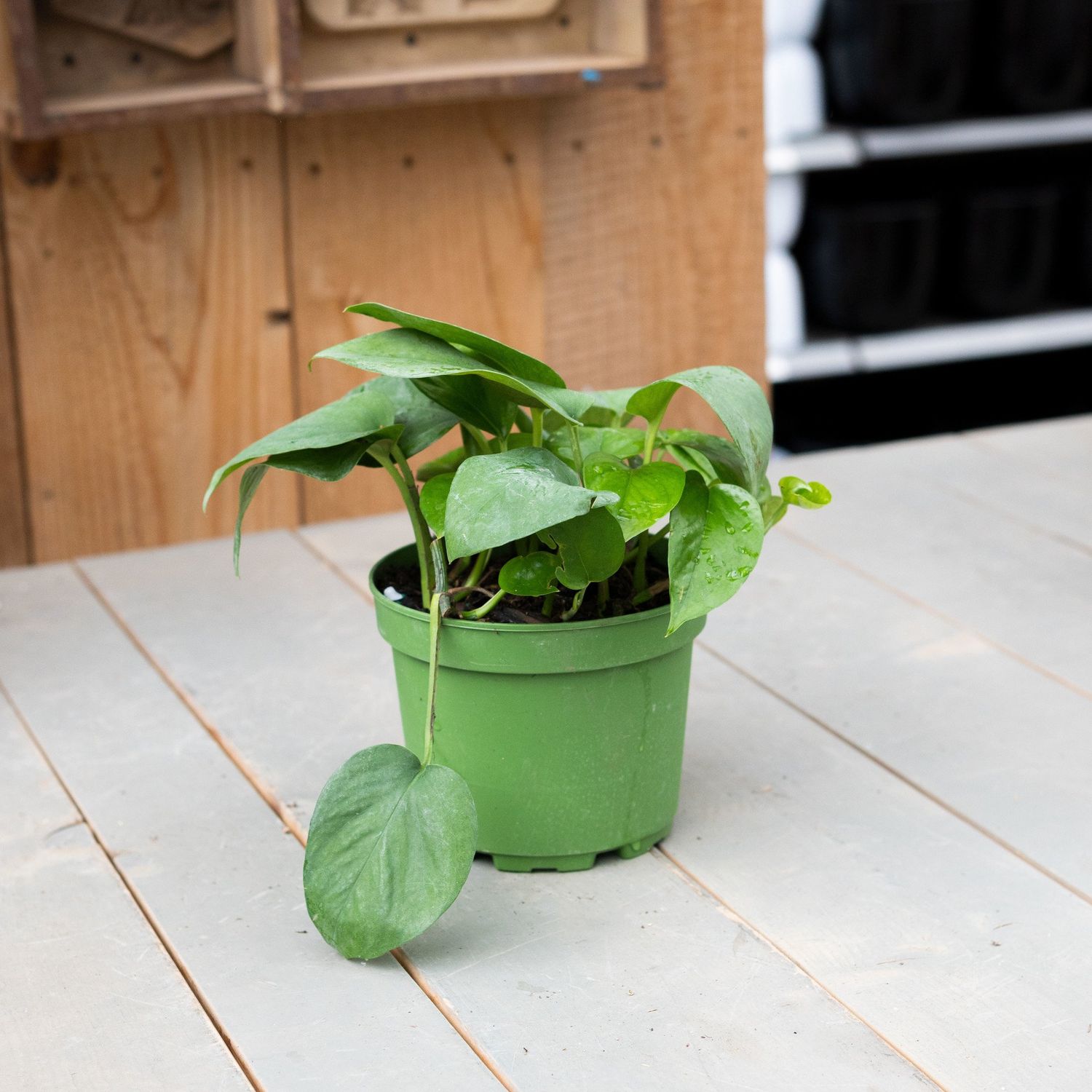Jade Pothos - 6&quot;