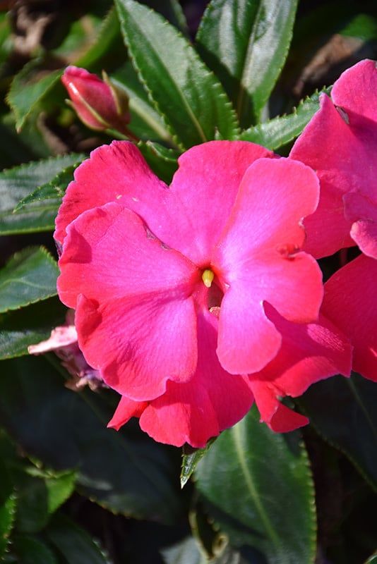 Impatiens - New Guinea Rollercoaster Hot Pink