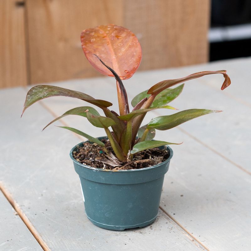 Philodendron Sun Red - 4&quot;