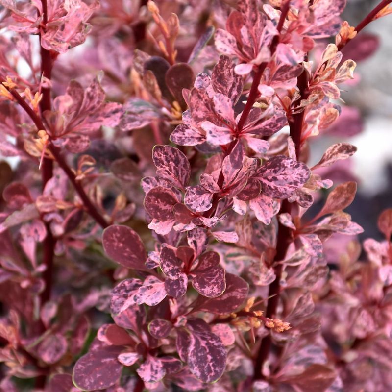 Barberry - Rose Glow - 8&quot;