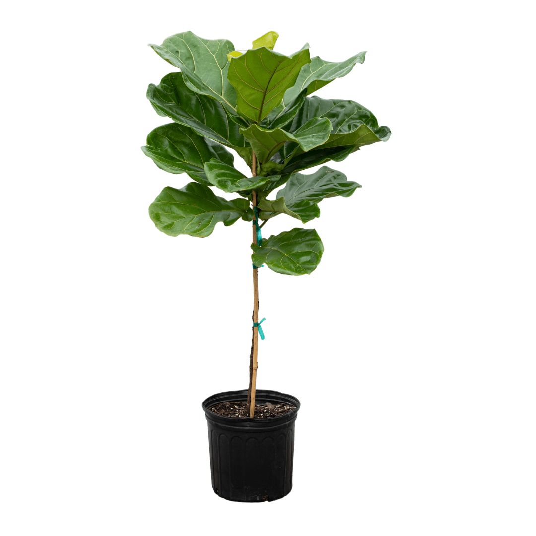 Ficus Lyrata Bush - 10&quot;