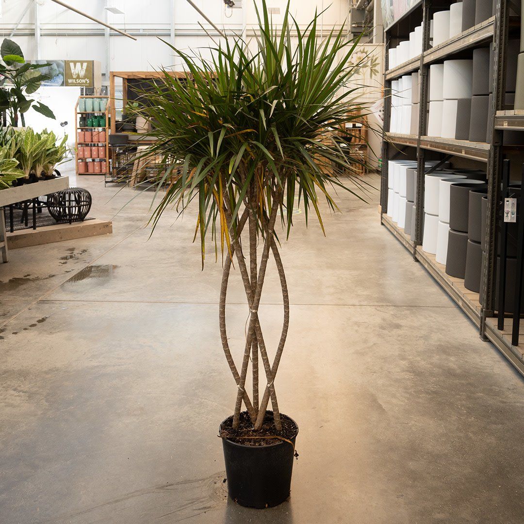 Dracaena - Marginata  - Open Weave Braid - 10&#39;&#39;