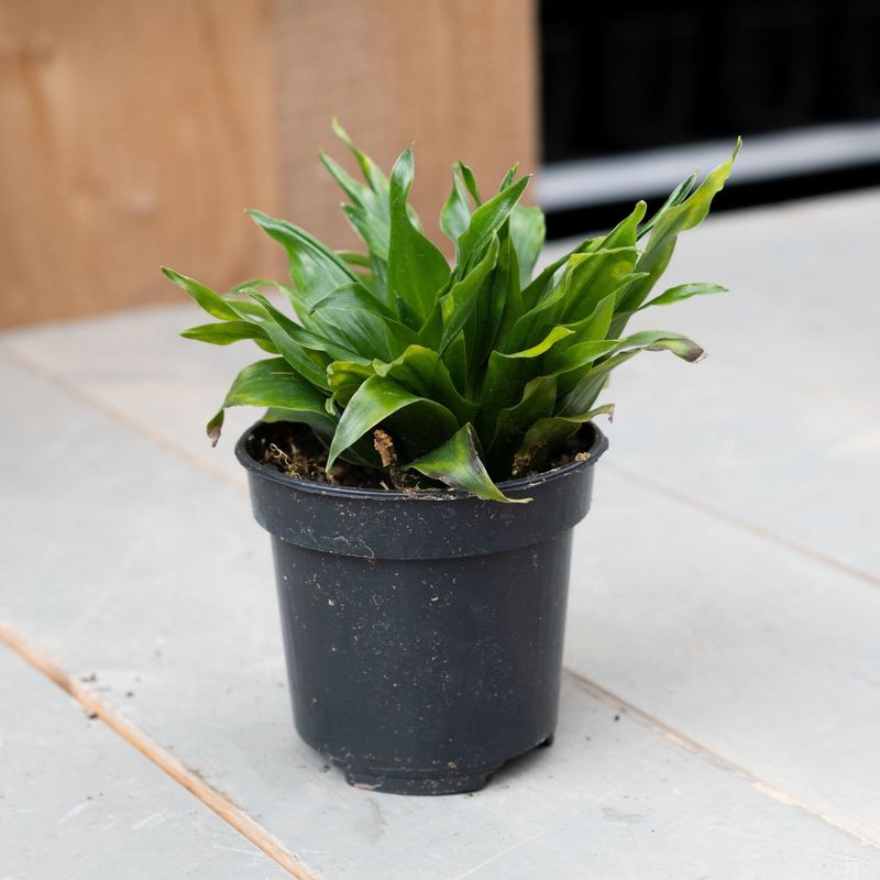 Dracaena Janet Craig - 3.5"