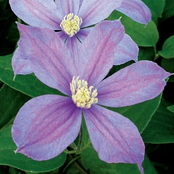 Clematis - Arabella - #1 - NO WARRANTY Clematis - Arabella - #1 - NO WARRANTY
