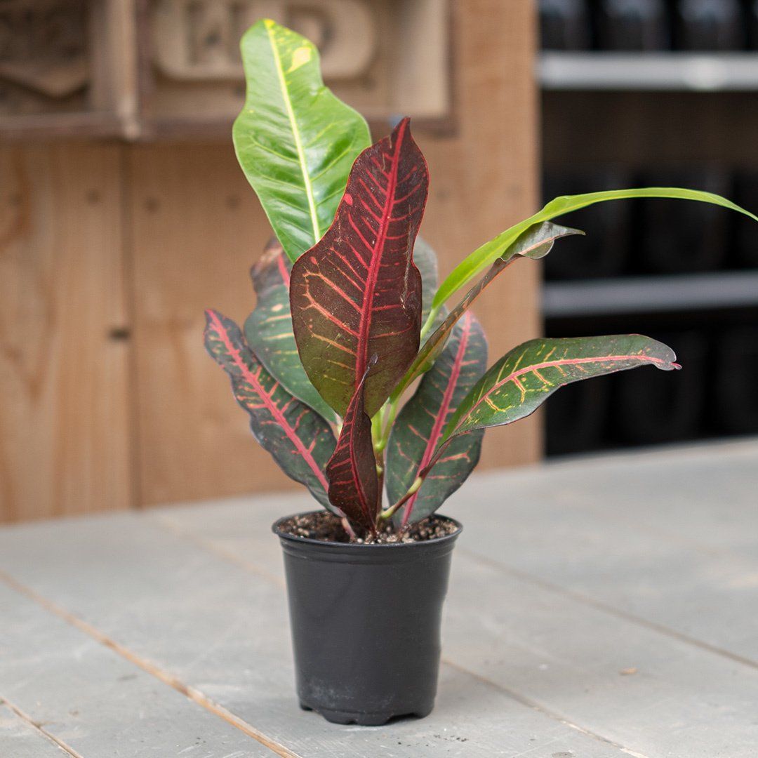 Croton Assorted - 3.5"