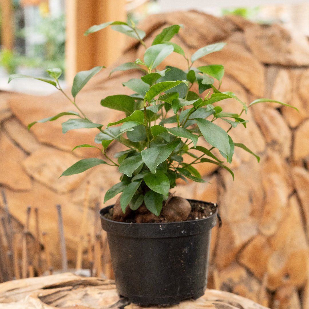 Ficus Ginseng Bonsai - 6&quot;