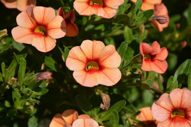 Calibrachoa - Bloomtastic Peach Grenadine