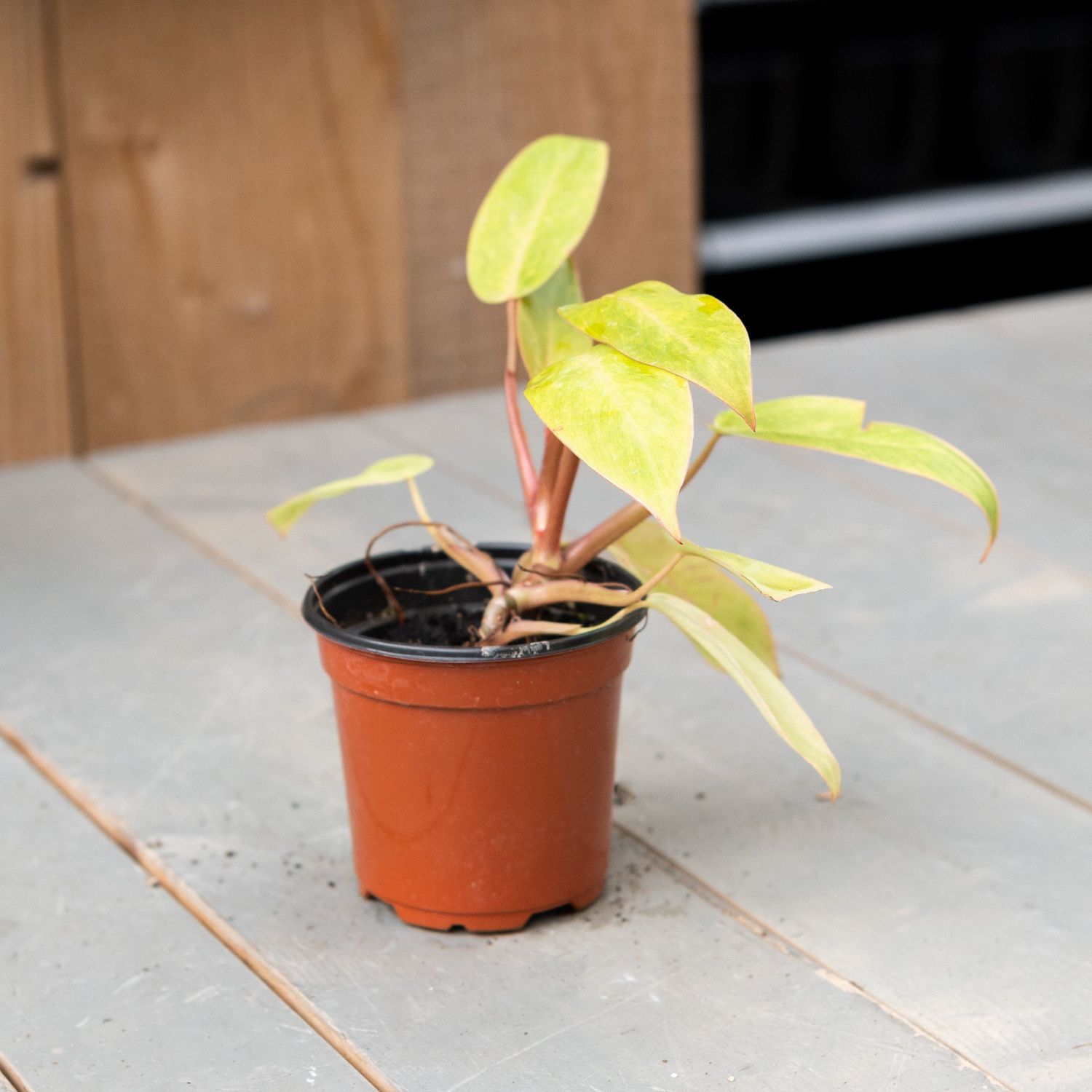 Philodendron Painted Lady - 4&quot;