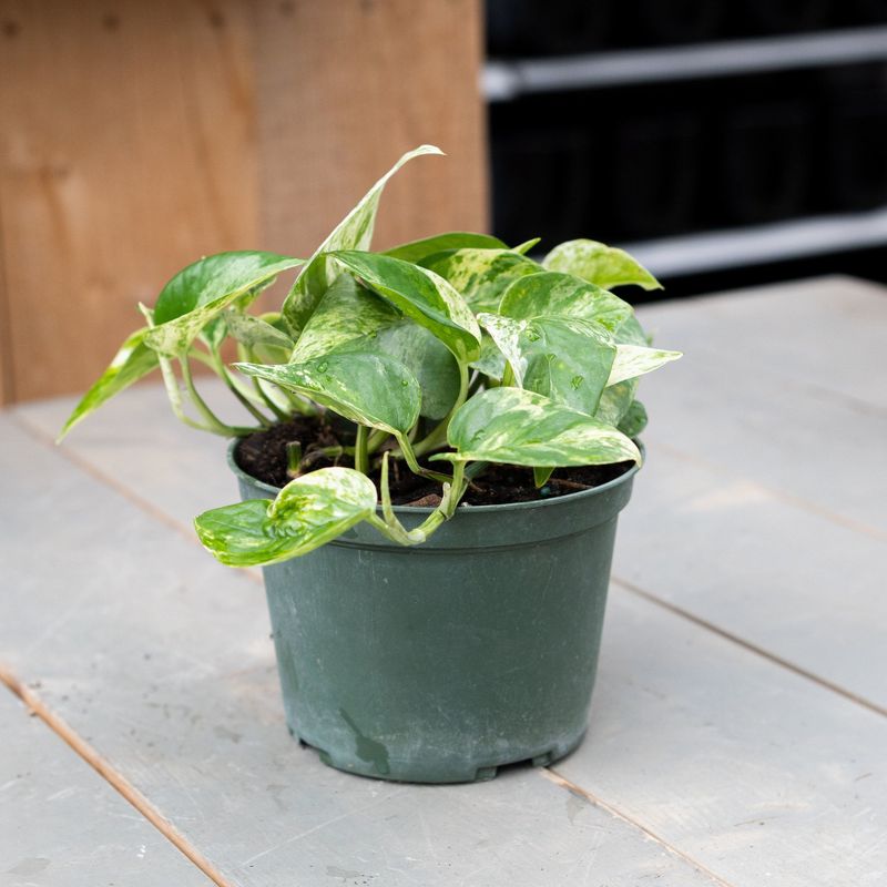 Marble Queen Pothos - 6&quot;