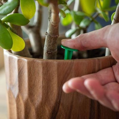 Miracle-Gro Indoor Plant Food Spikes Tray  6-12-6   31g