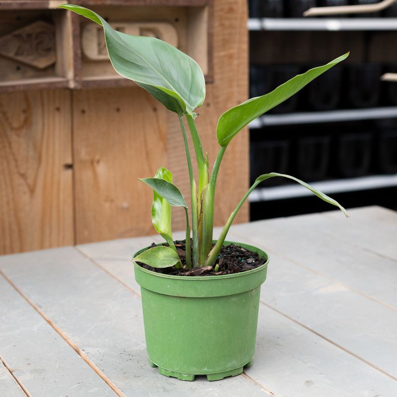 White Bird of Paradise - 6&quot;