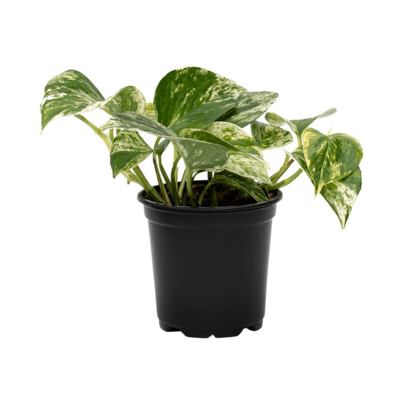 Pothos Marble Queen - 4&quot;