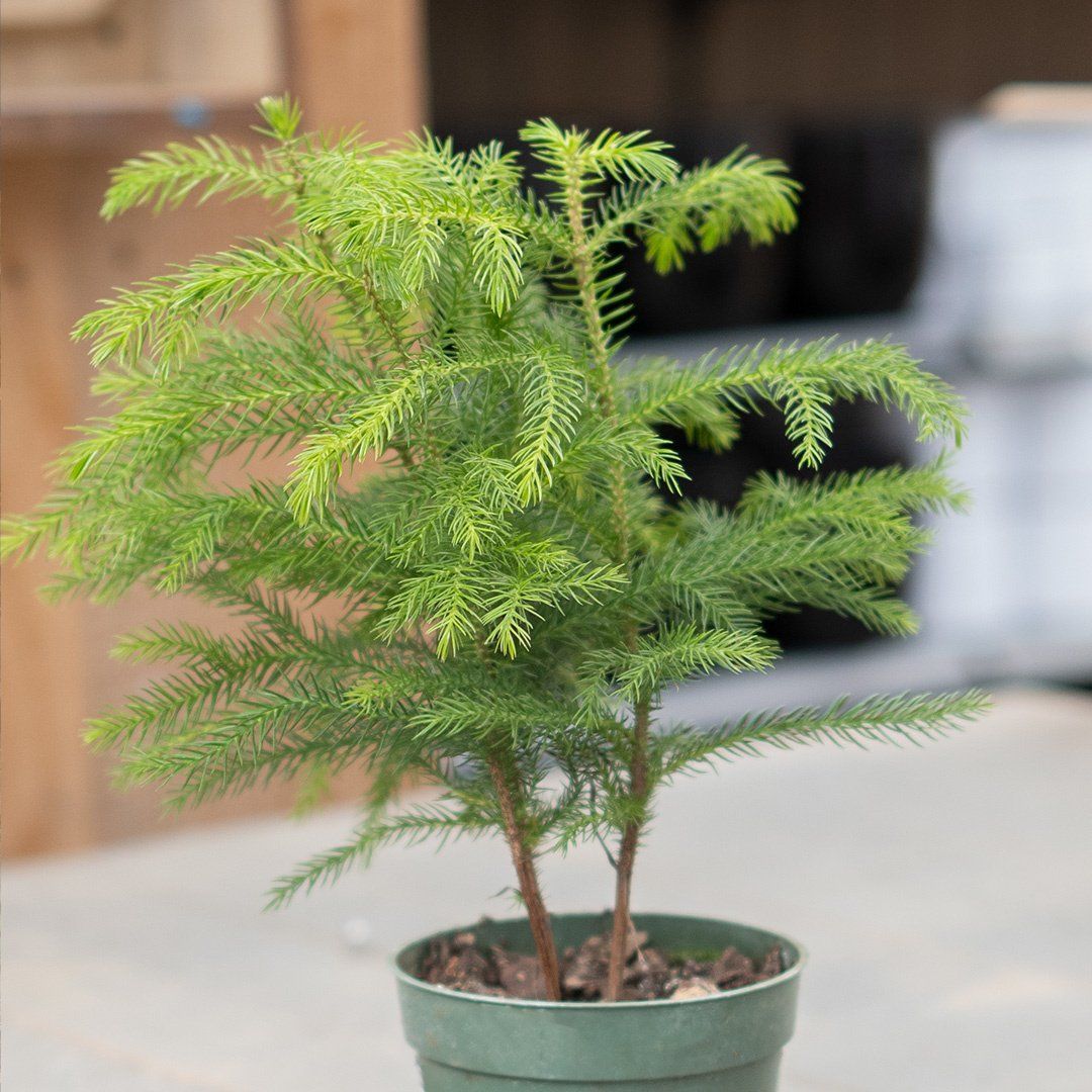 Norfolk Island Pine  - 4"