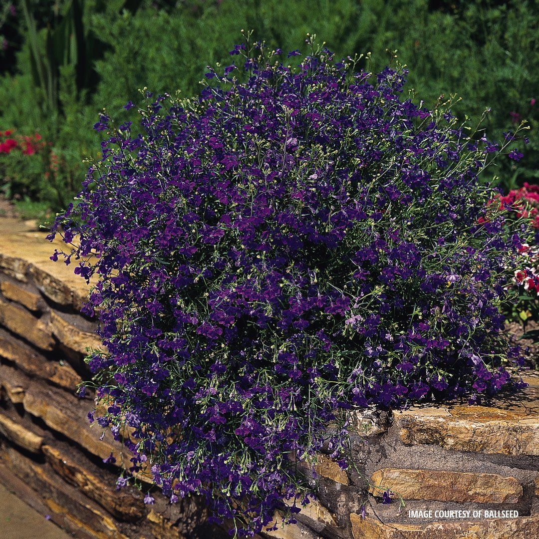 Lobelia - Riviera Marine Blue (6 Pack Regular)