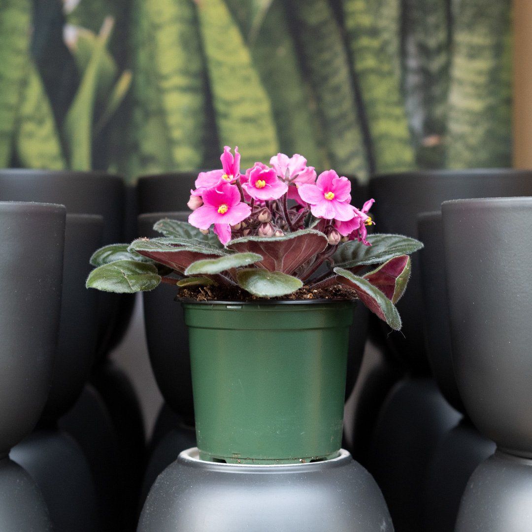 African Violet - 4"