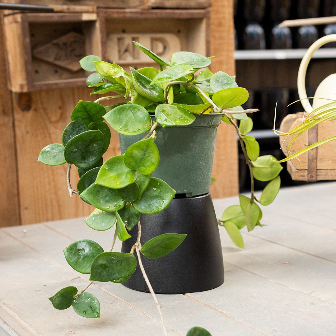 Hoya Chelsea  - 6&quot;