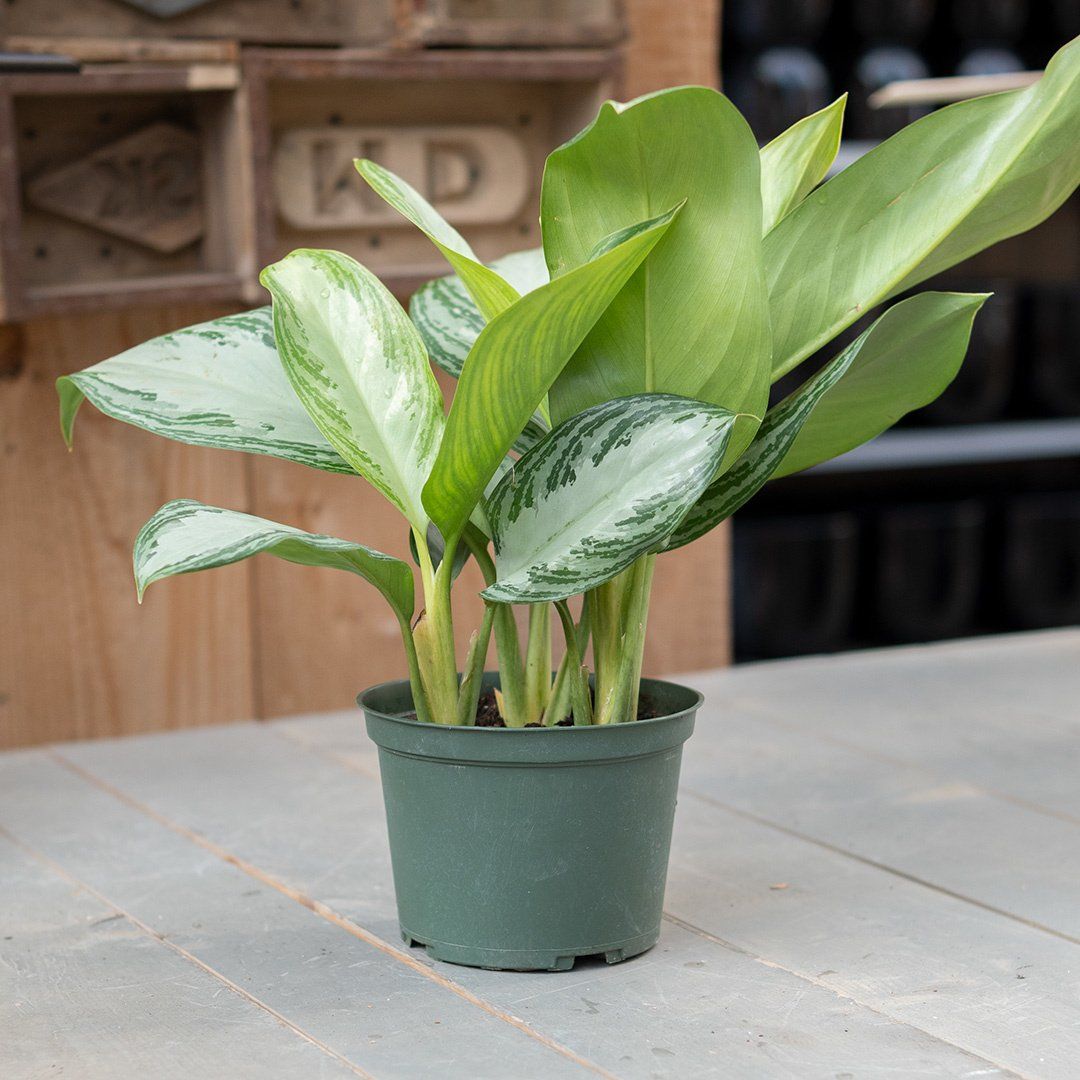 Aglaonema Silver Bay - 6&quot;