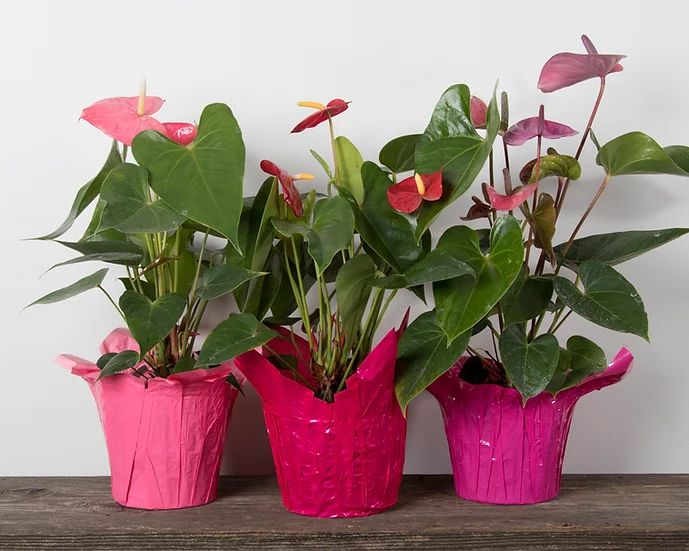Anthurium Assorted - 19cm