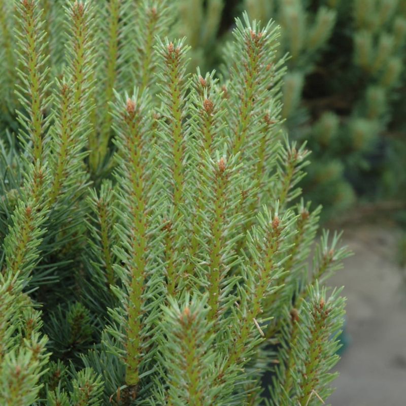 Pine - Dwarf Mugo (Pumilio) - #2