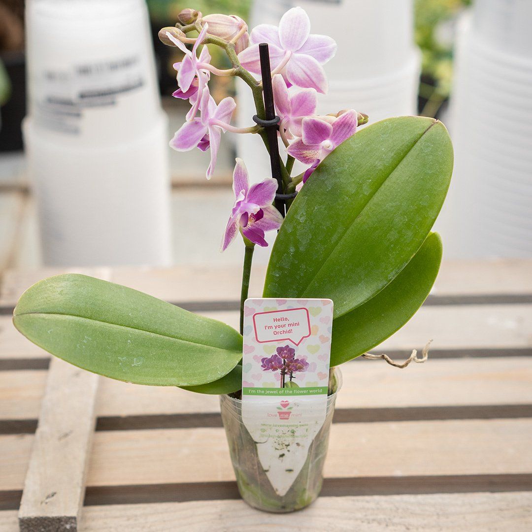 Mini Orchid  Asst - 2.5&quot;