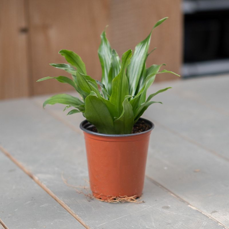 Dracaena Asst - 3.5&quot;