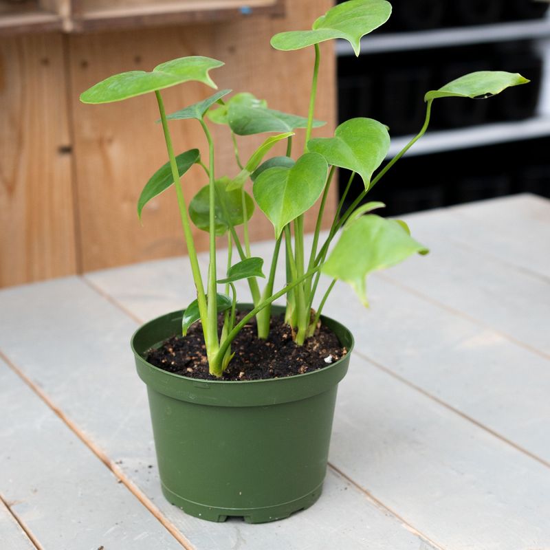 Monstera Deliciosa (Split Leaf) - 6&quot;
