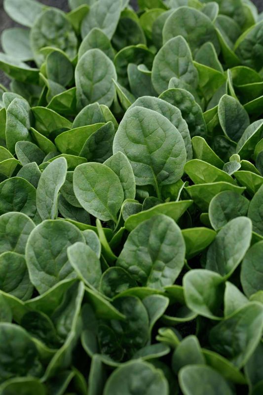 Spinach Countryside 2197