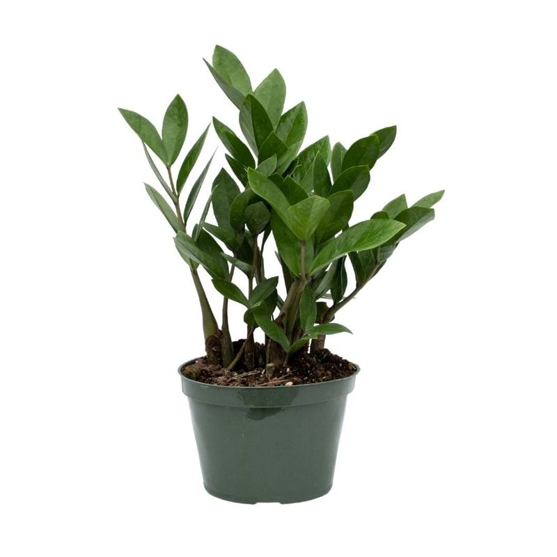 ZZ Plant - 6&quot;