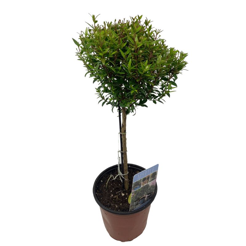 Myrtle Topiary - 4.5"