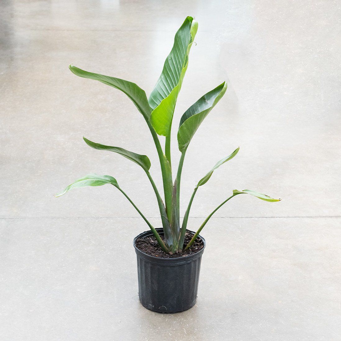 White Bird of Paradise - 10&quot;