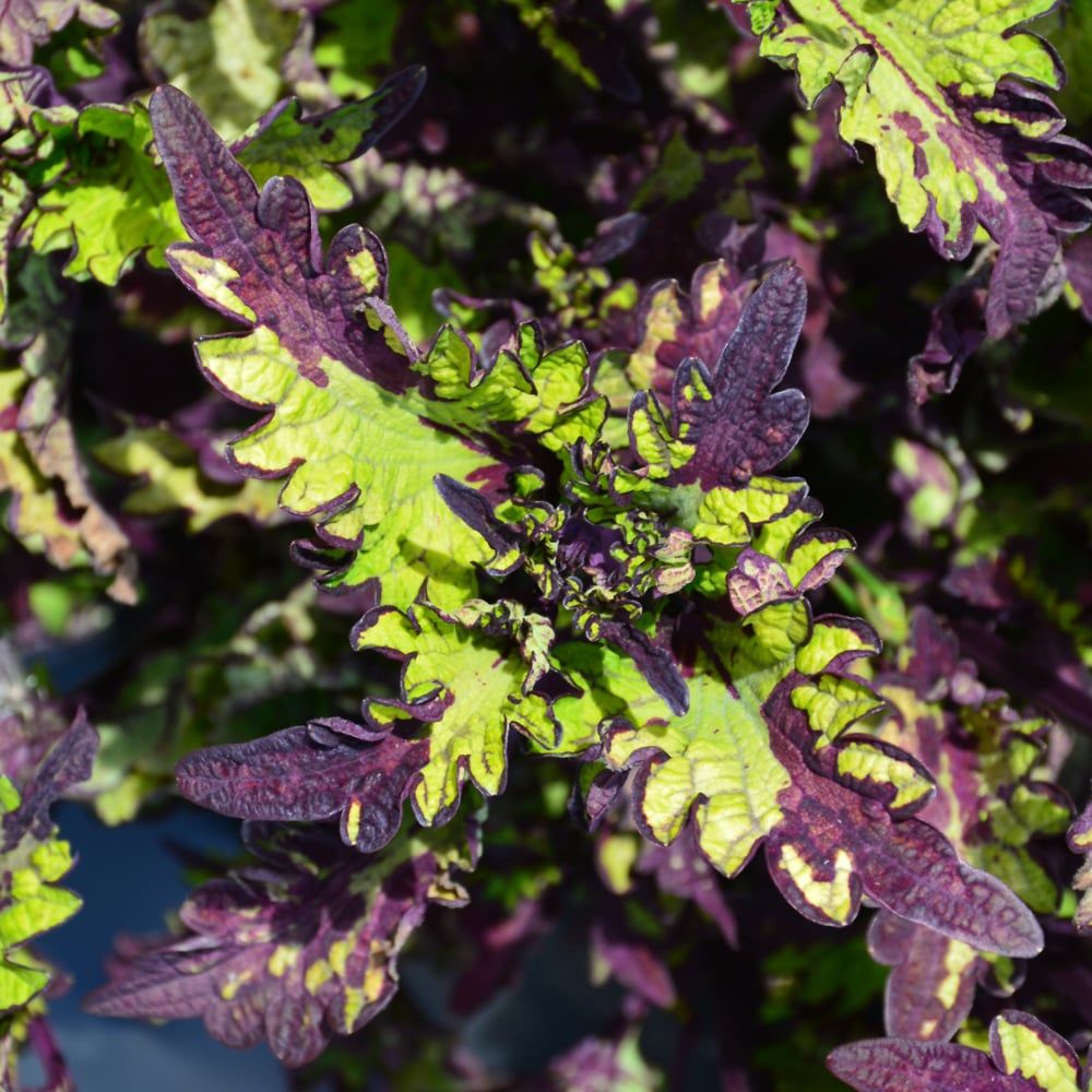 Coleus - Main Street Rodeo Drive