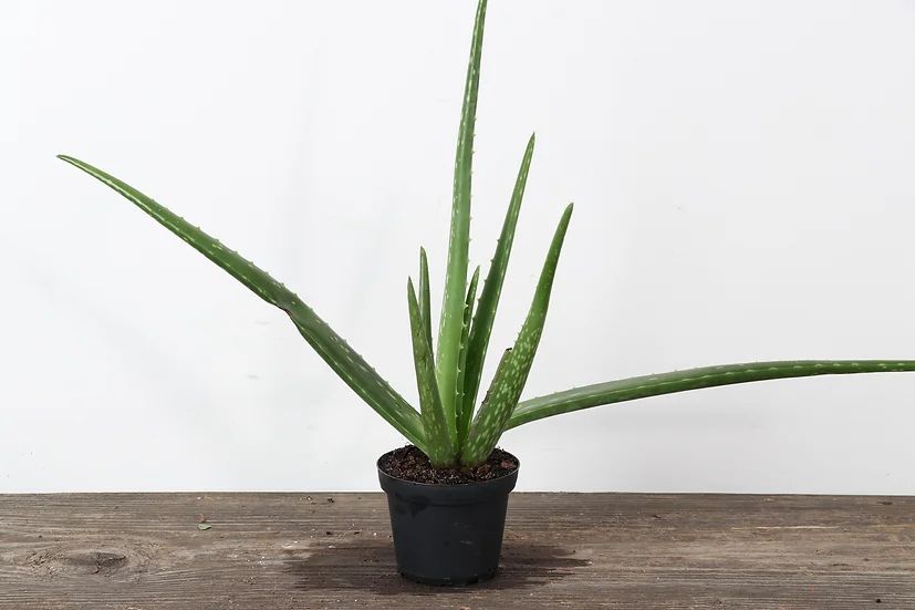 Aloe Vera - 10cm