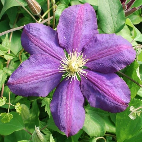Clematis - The Vagabond - #1 - NO WARRANTY