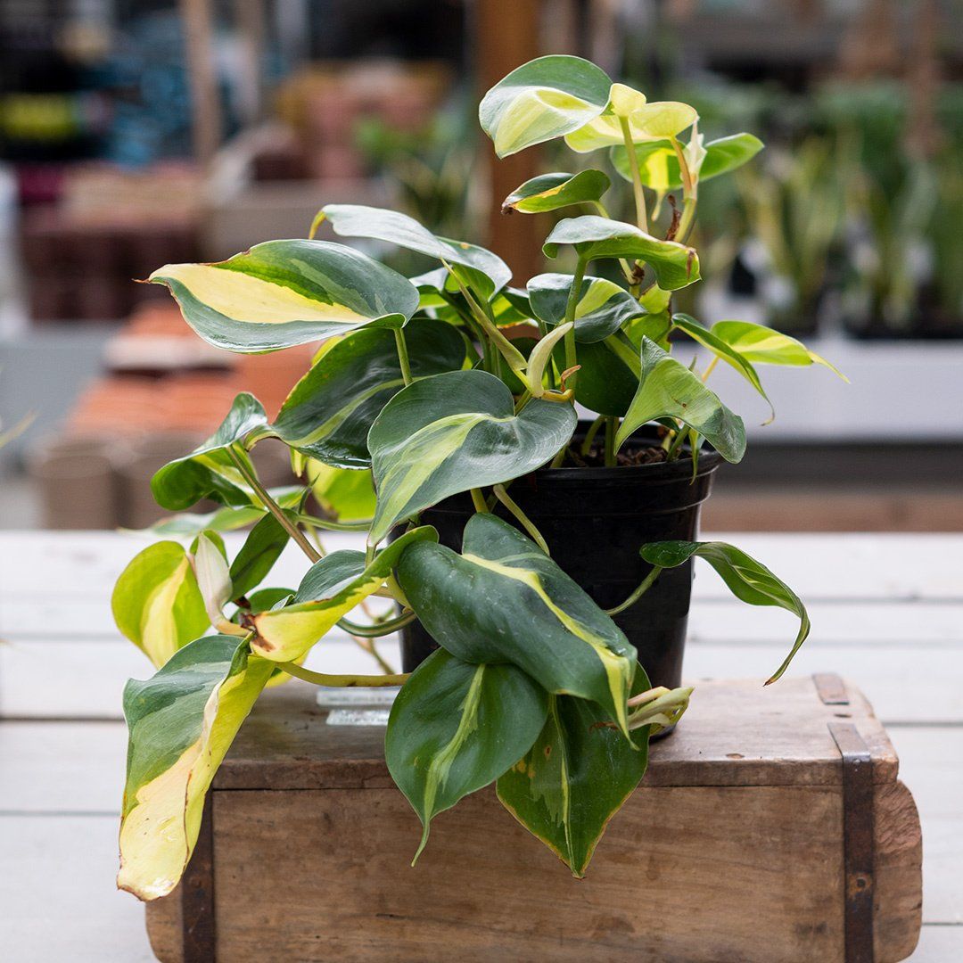 Philodendron Brasil - 4&quot;