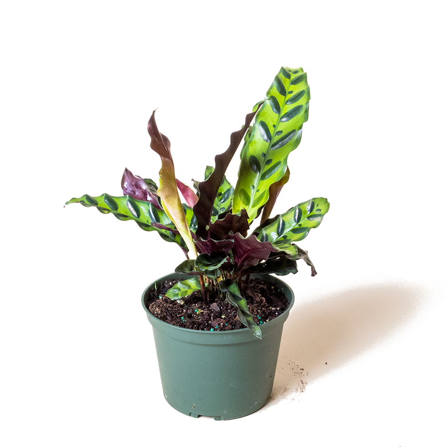 Calathea Rattlesnake (Lancifolia) - 6" Calathea Rattlesnake (Lancifolia) - 6"