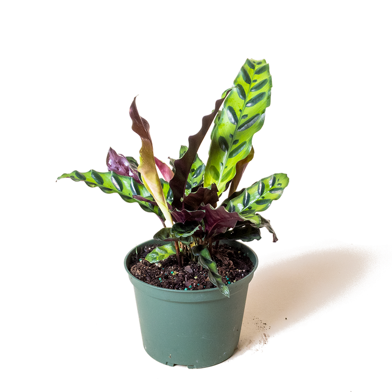 Calathea Rattlesnake (Lancifolia) - 6"