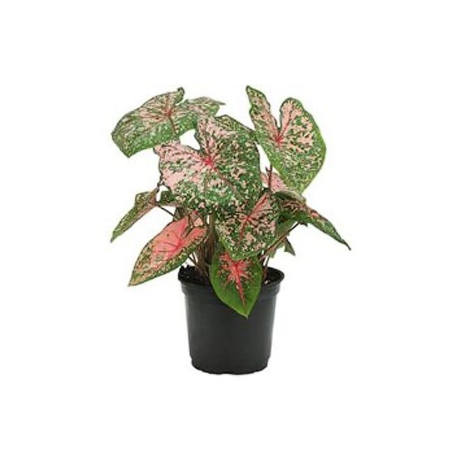 Caladiums Assorted - 6"