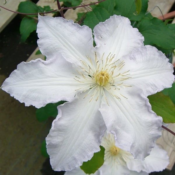 Clematis - Gillian Blades - #1 - NO WARRANTY