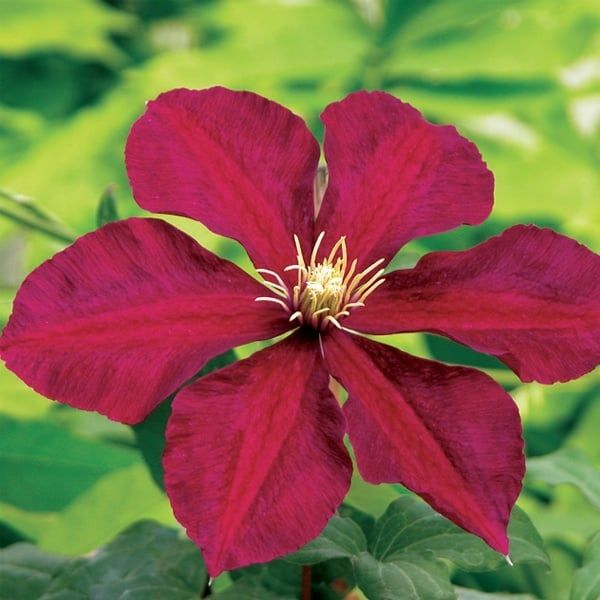 Clematis - Niobe - #1 - NO WARRANTY