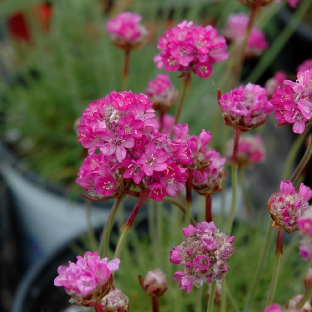 Armeria (Sea Thrift) - Splendens Pink