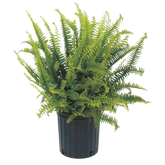 Kimberly Queen Fern (Nephrolepis) - 10"