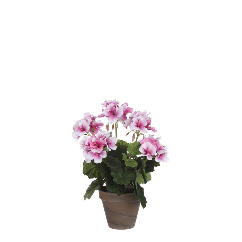 Geranium in Pot Stan Grey d11.5cm - h33xd20cm