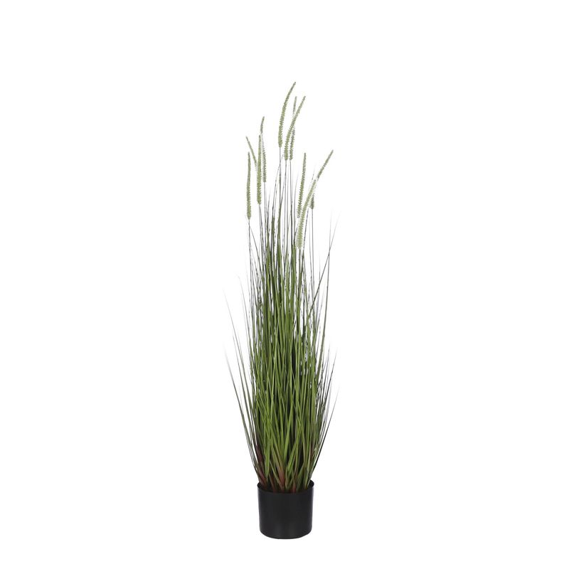 Dogtail Grass Green in Pot