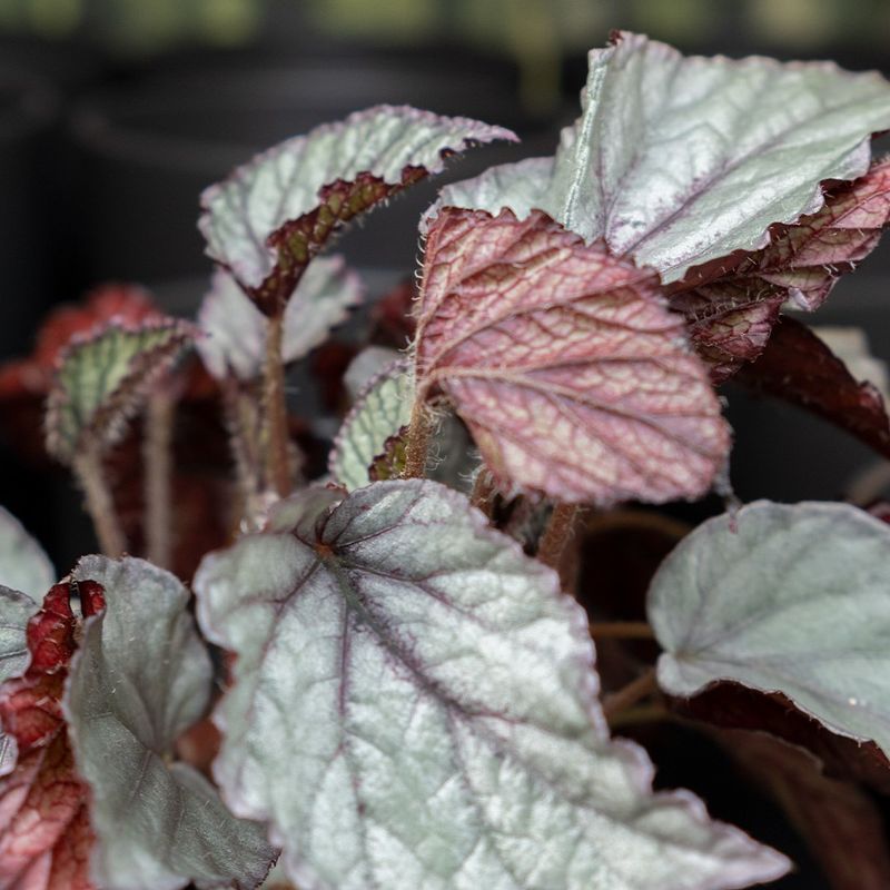 Begonia Rex - 4"