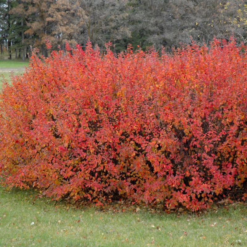 Cotoneaster - Hedge - #1- NO WARRANTY
