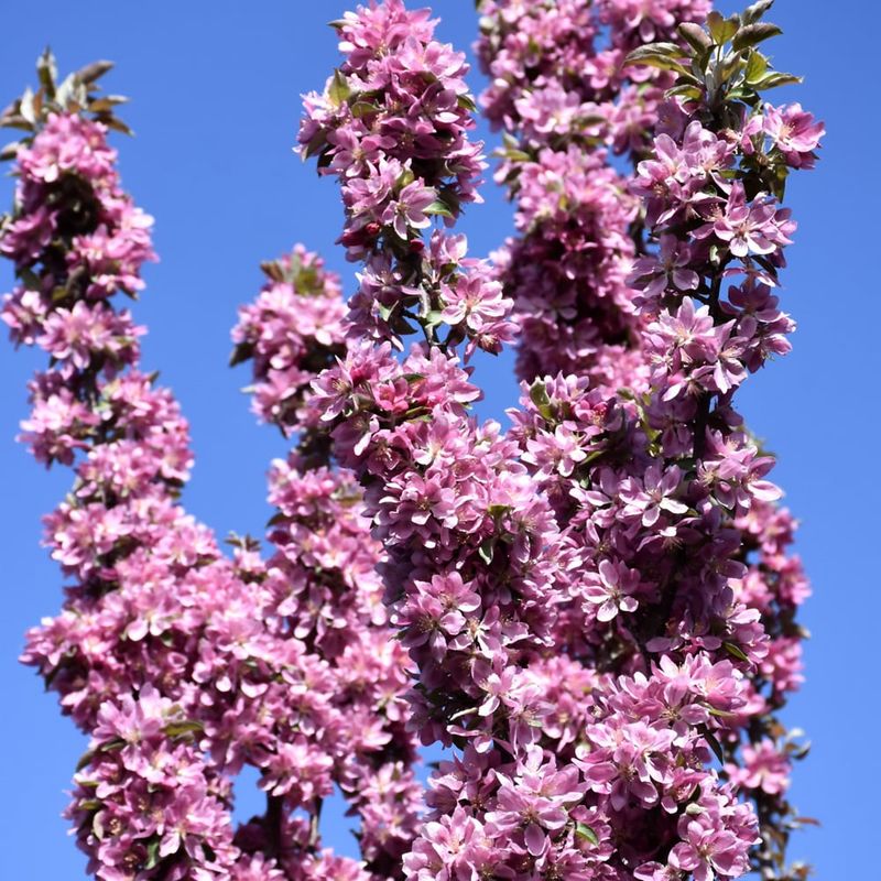 Crabapple - Columnar Purple Spire - #5