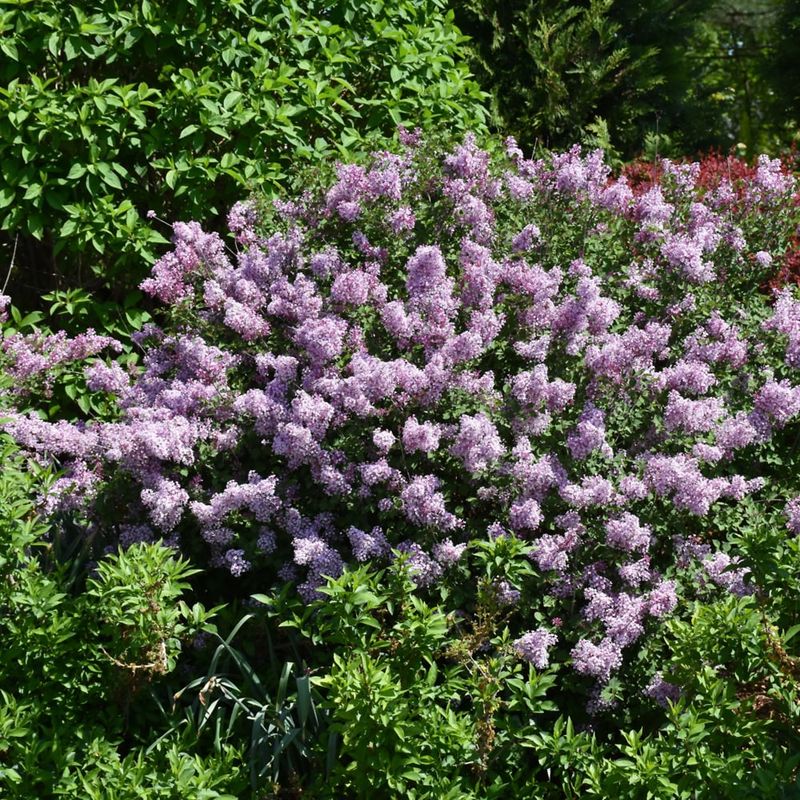 Lilac - Bloomerang Dark Purple Reblooming - 8''