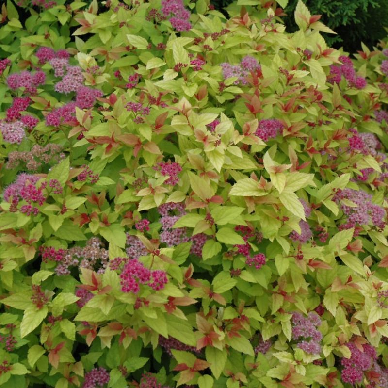 Spirea - Magic Carpet - #2