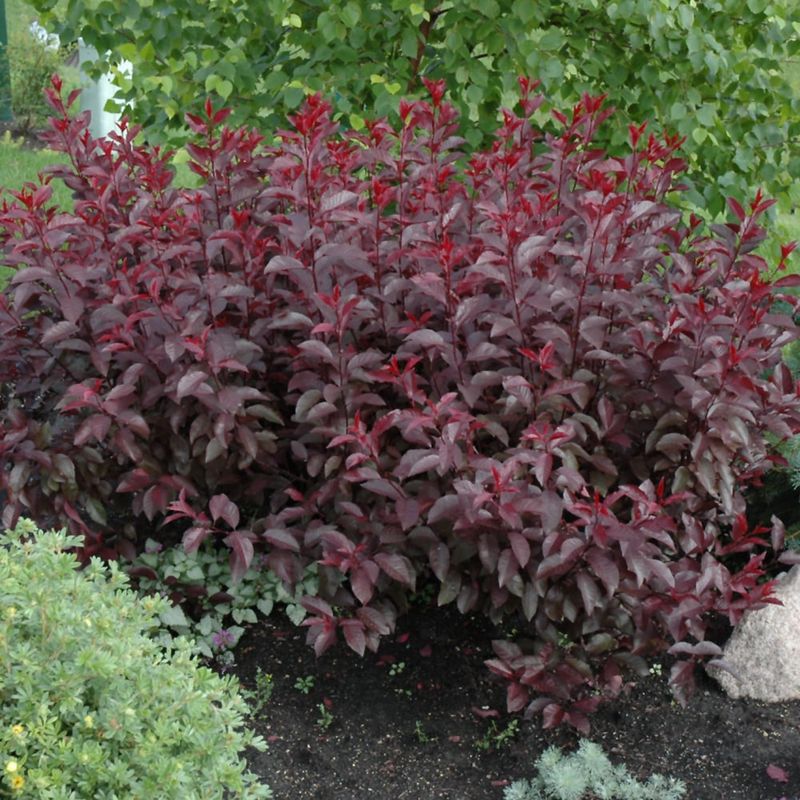 Cherry - Purple Leaf Sand - #2
