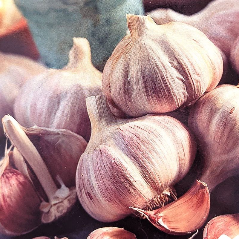 Garlic - Russian Red 3/pkg